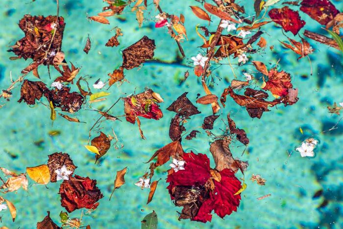 leaves and flowers on the surface of a pool